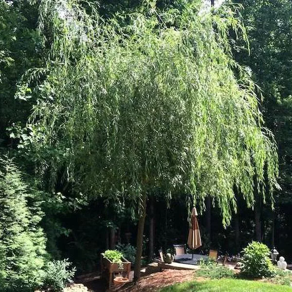 Weeping Willow – 15 Gallon ( 5 – 6 ft. )