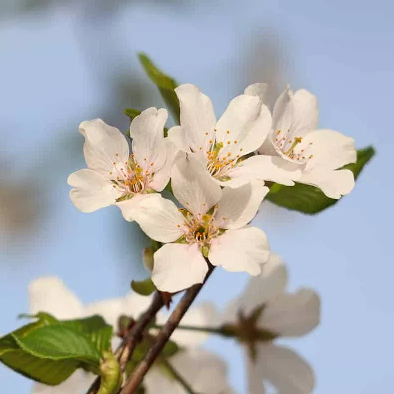 Weeping Yoshino Cherry Tree – 5 Gallon