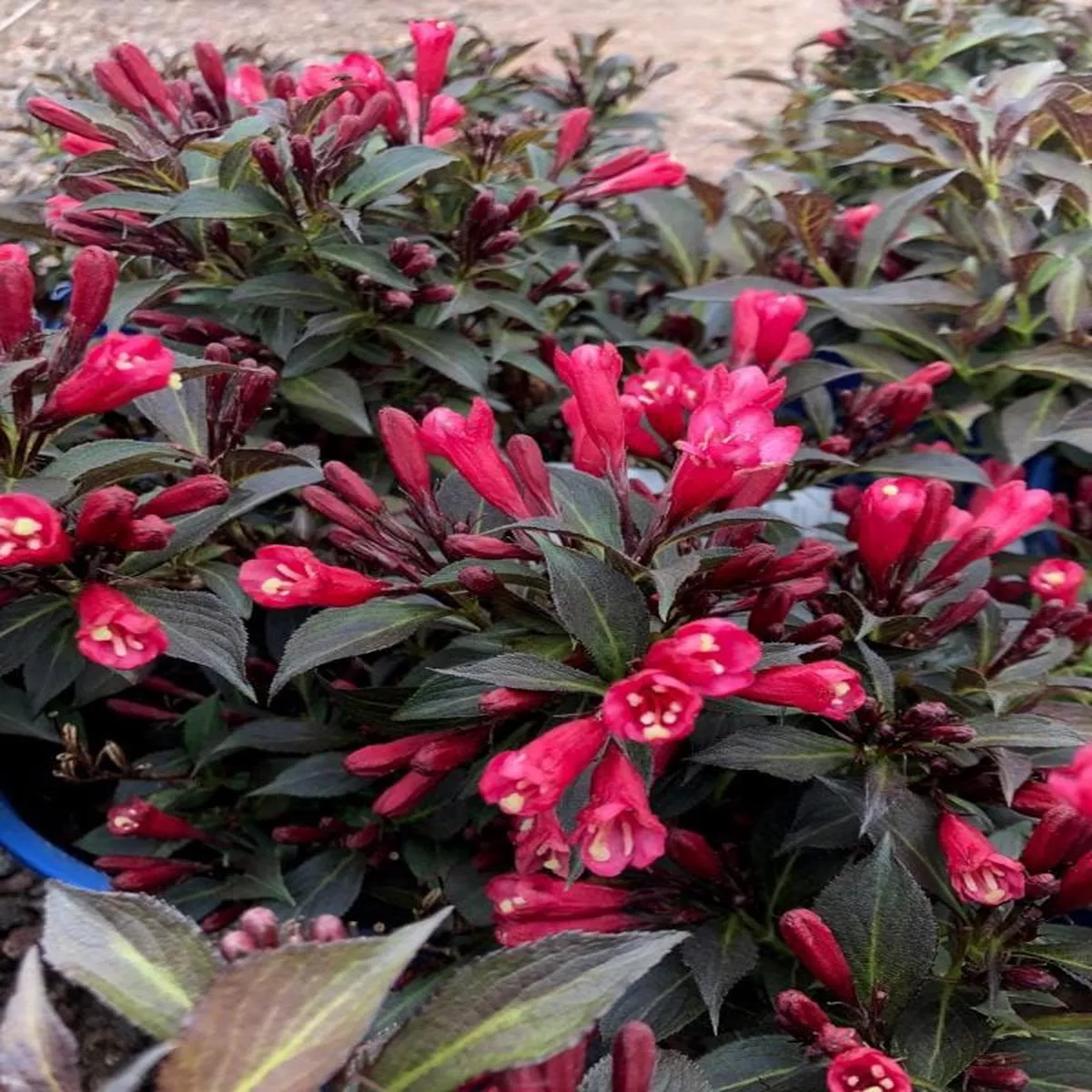 Weigela Electric Love