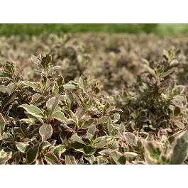 Weigela My Monet