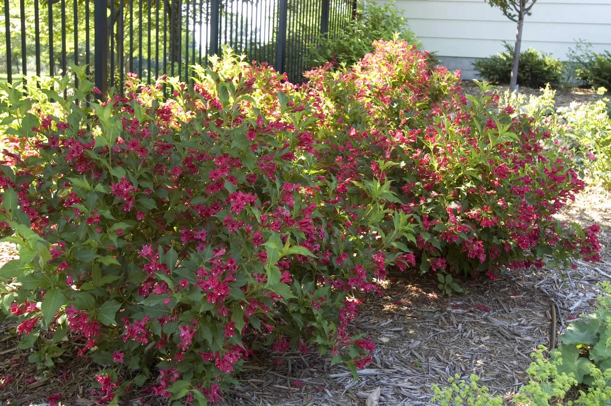 Weigela - Red Prince