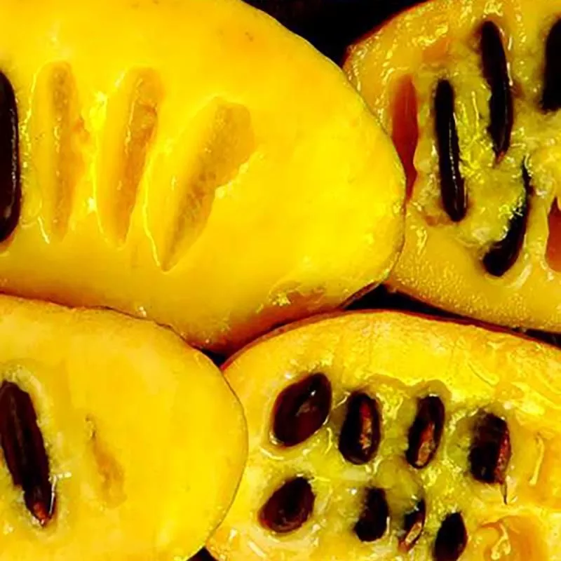 Wells Pawpaw Tree