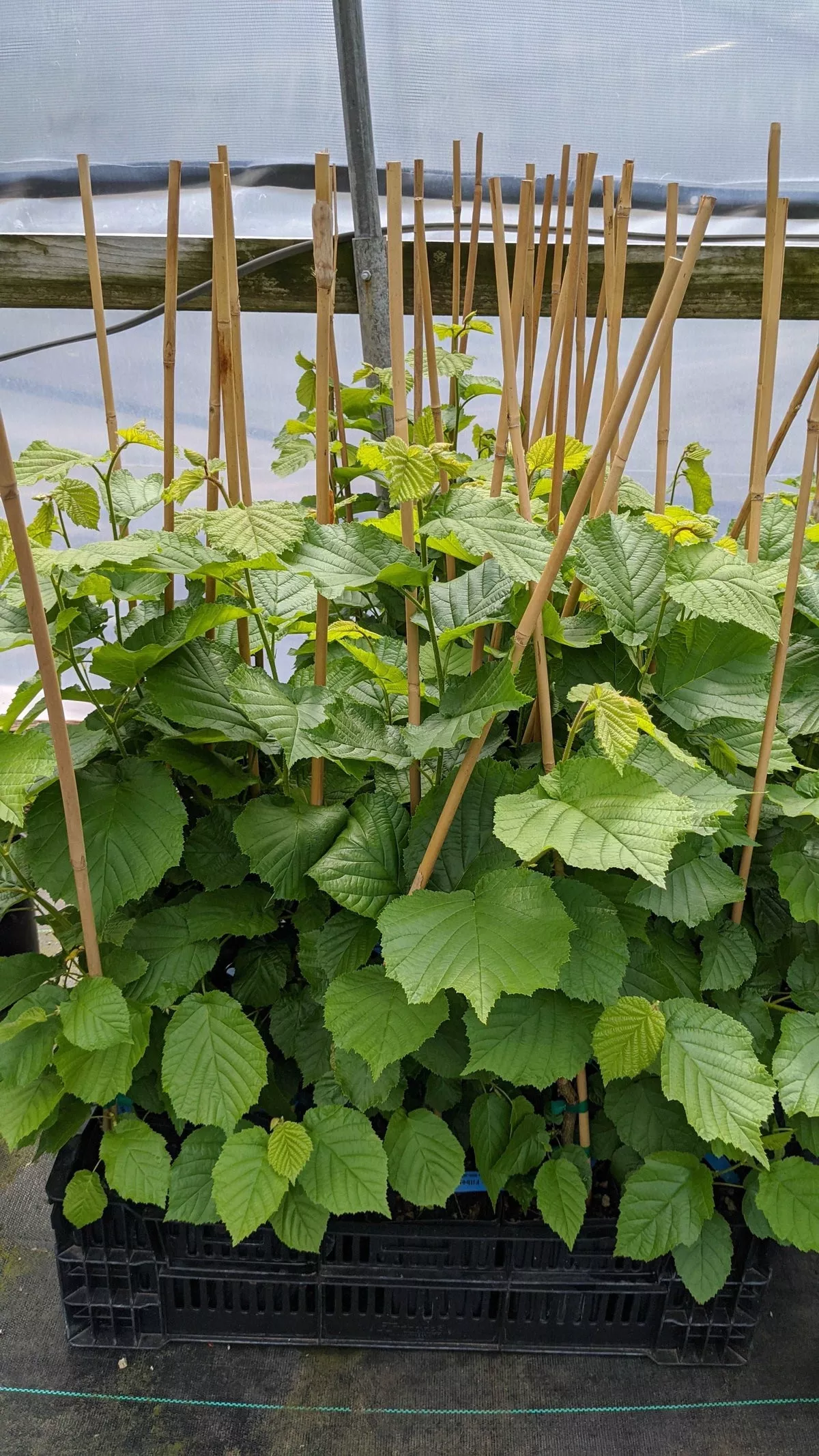 Wepster Filbert Hazelnut – 1 Gallon Pot