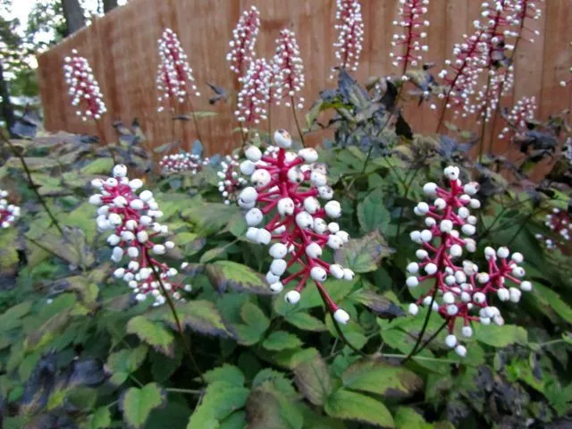 White Baneberry