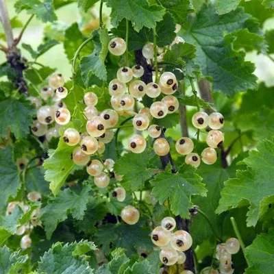 White Currant (Bar-Le-Duc)