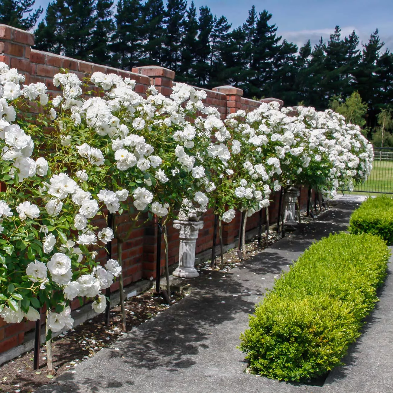 White Drift Rose Tree – 3-4 ft