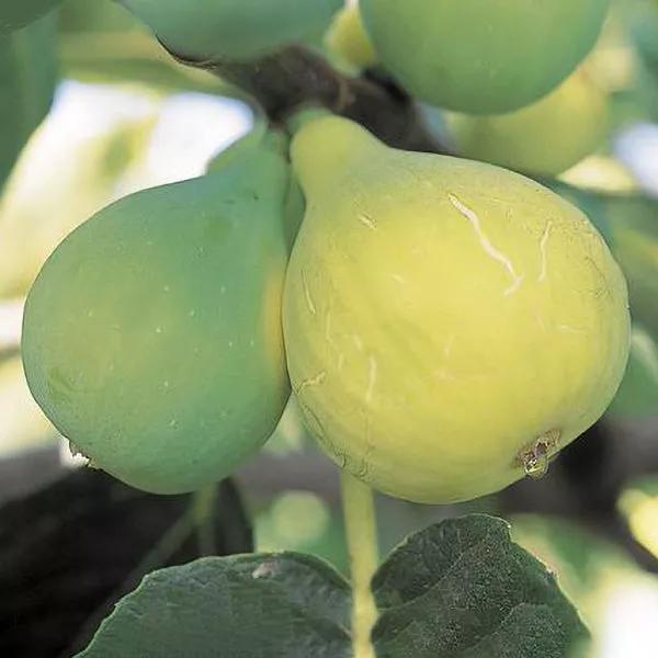 White Genoa Fig – 5 Gallon