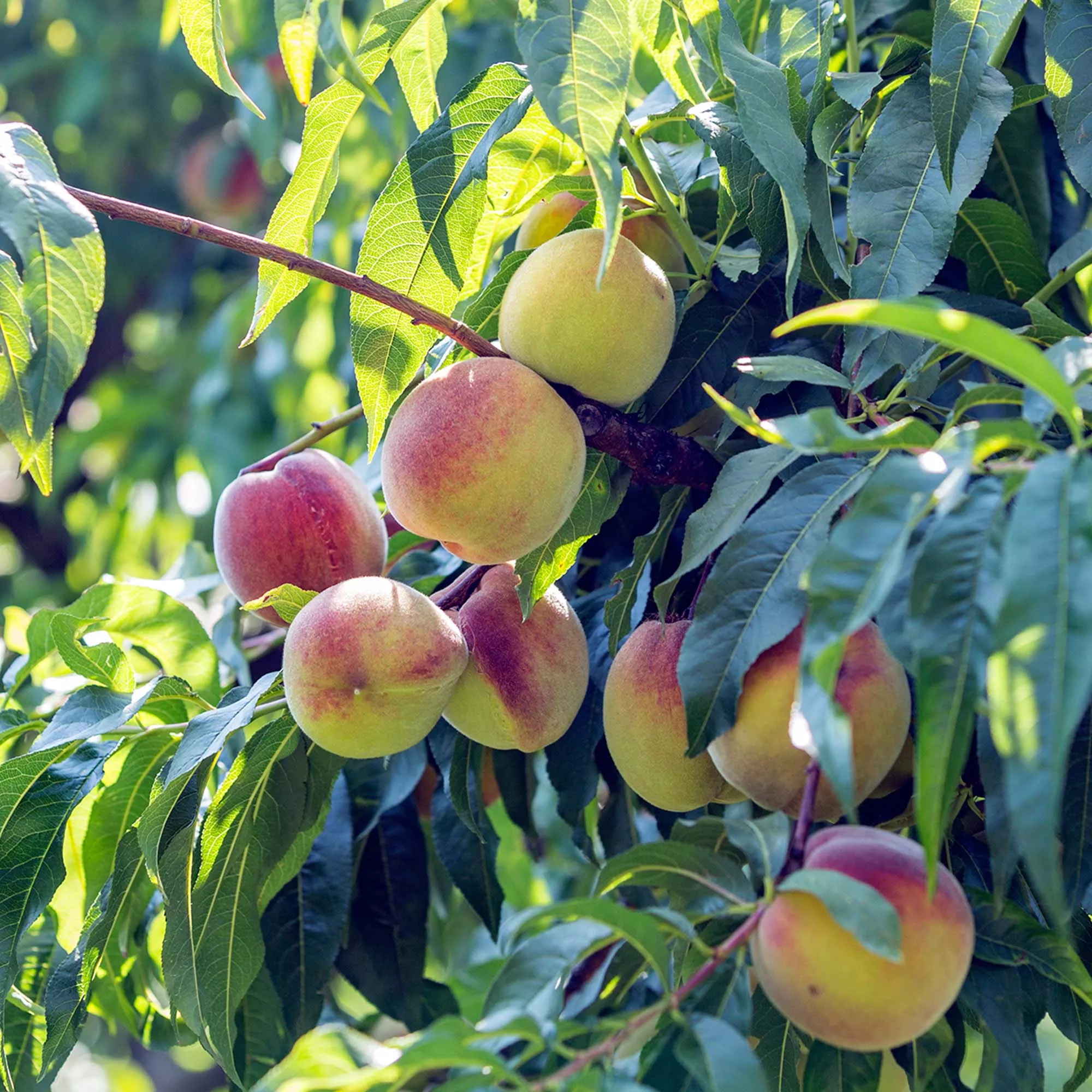 White Lady Peach Tree – 4-5 ft