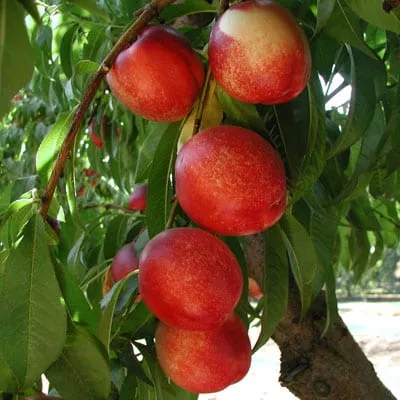 White Nectarine (Arctic Queen)