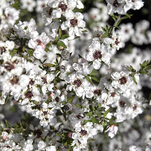 White New Zealand Tea Tree – 5 Gallon
