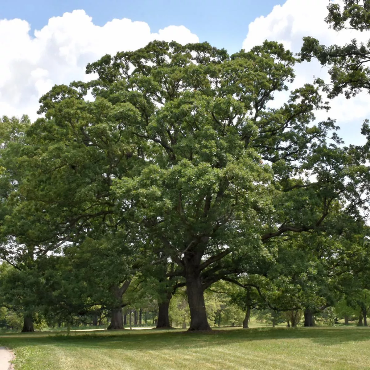 White Oak