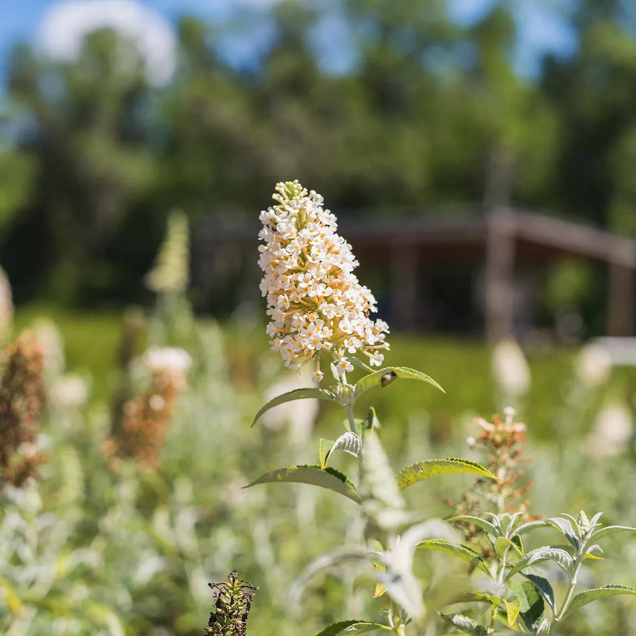 White Profusion Butterfly Bush – 1 Gallon / Single