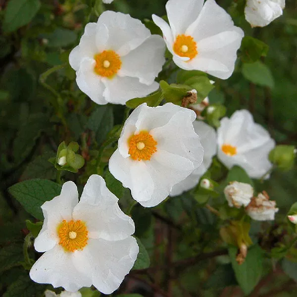 White Rockrose – 1 Gallon