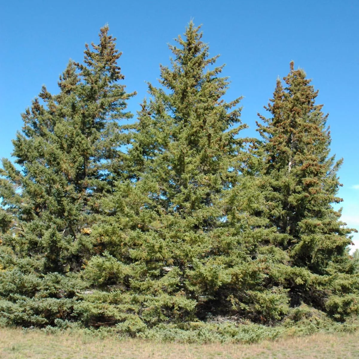 White Spruce 175Cm Wb