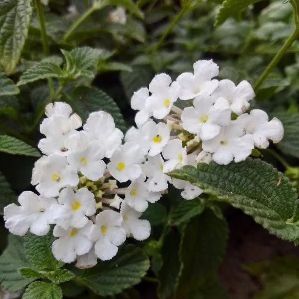 White Trailing Lantana – 1 Gallon