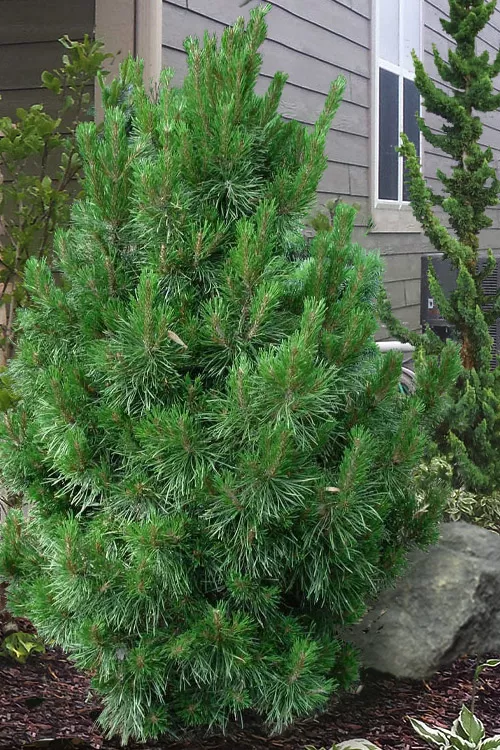 Willow Creek Dwarf Shore Pine Tree - 1 Gallon Pot
