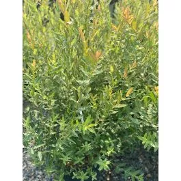 Willow Dappled Hakuro Nishiki