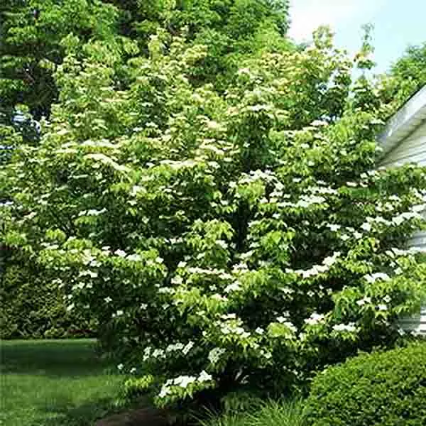 Willoway Select Kousa Dogwood – #5 Container