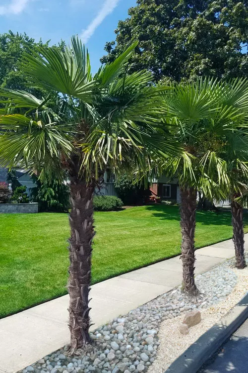 Windmill Cold Hardy Palm Tree - 1 Gallon Pot