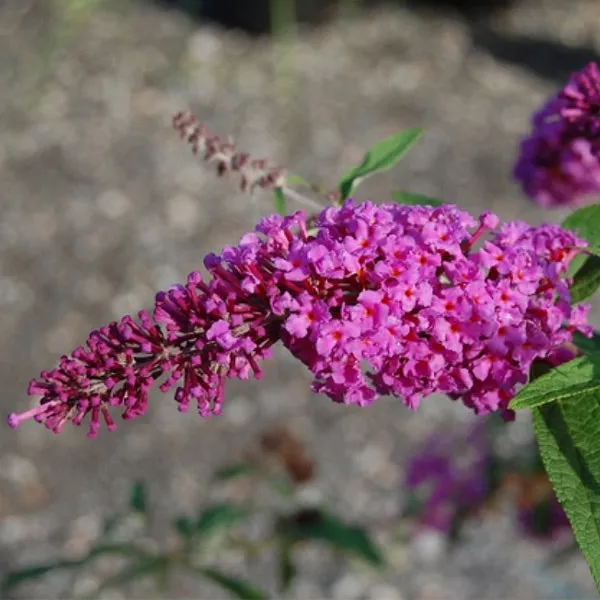 Windy Hill Butterfly Bush – #3 Container