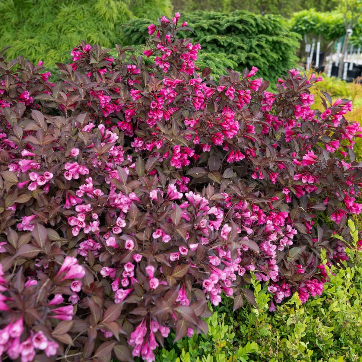 Wine & Roses Weigela Pw