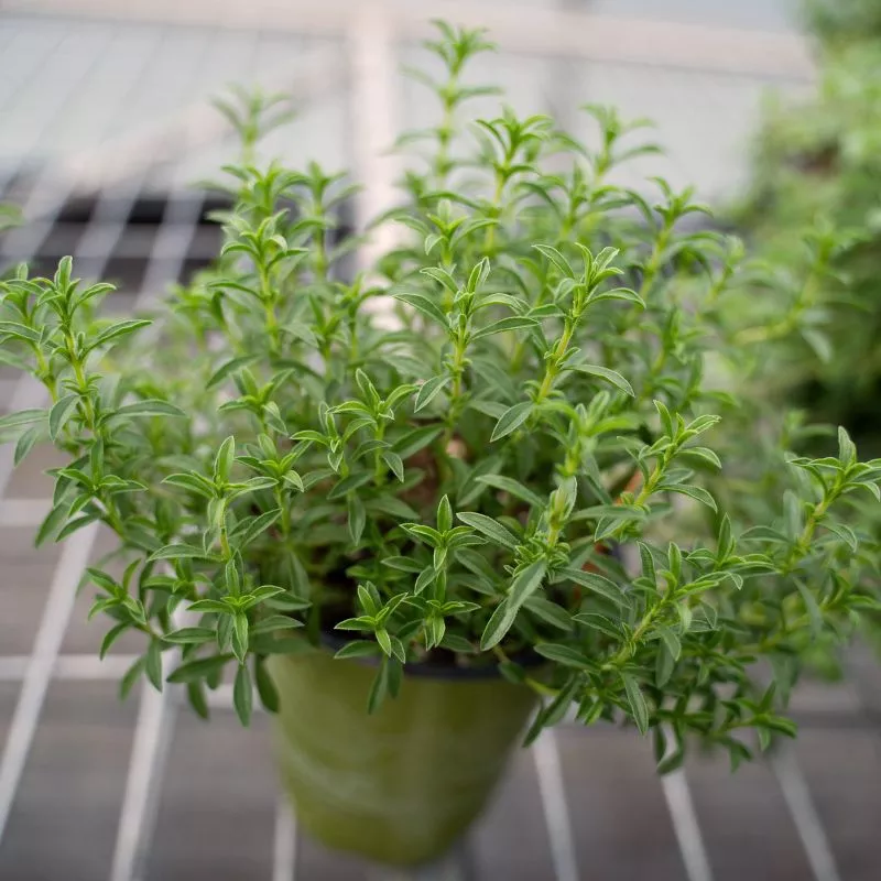 Winter Certified Organic Savory