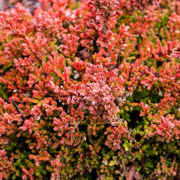 Winter Chocolate Heather