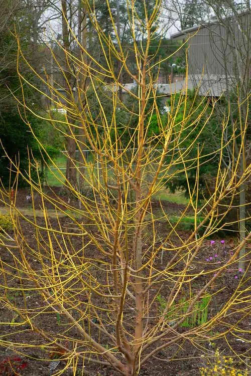 Winter Lightning Box Elder Maple(Acer negundo) - 1 Gallon Pot