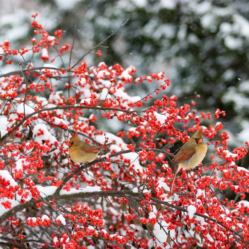 Winter Red Winterberry