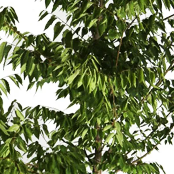 Wireless Zelkova – #25 Container 10-12 Feet