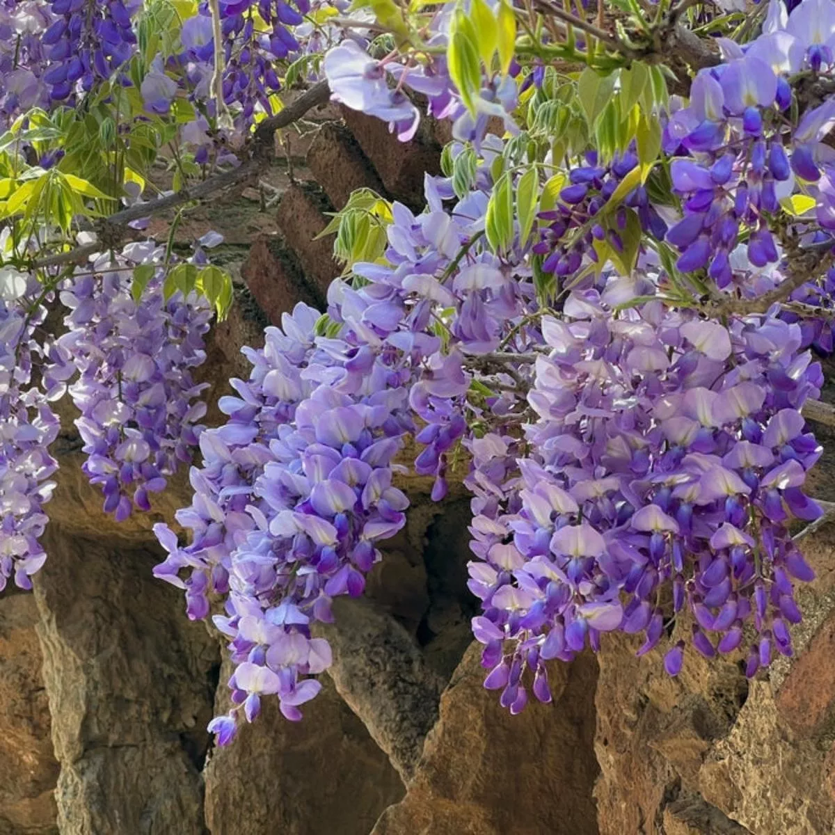 Wisteria First Editions Summer Cascade