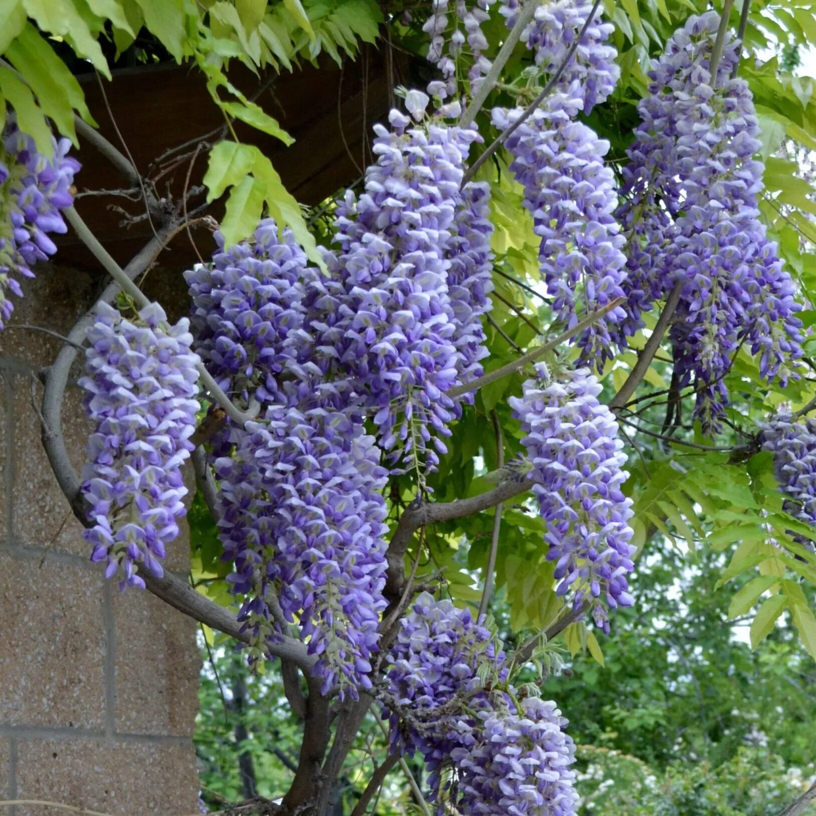 Wisteria macrostachya ‘Blue Moon’
