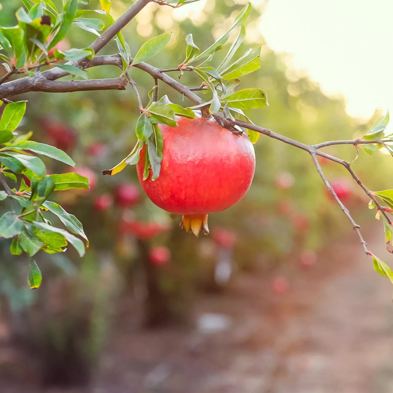Wonderful Pomegranate Tree – 1 Gallon