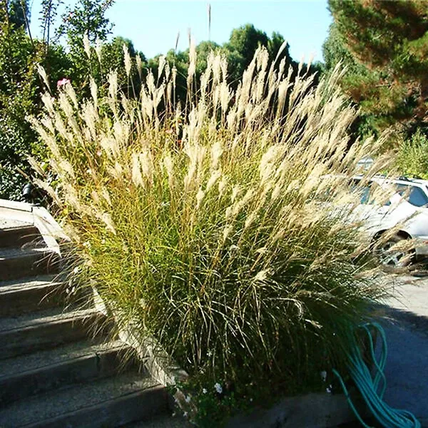 Yaku Jima Maiden Grass