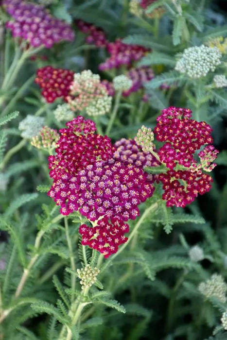 Yarrow - New Vintage Red