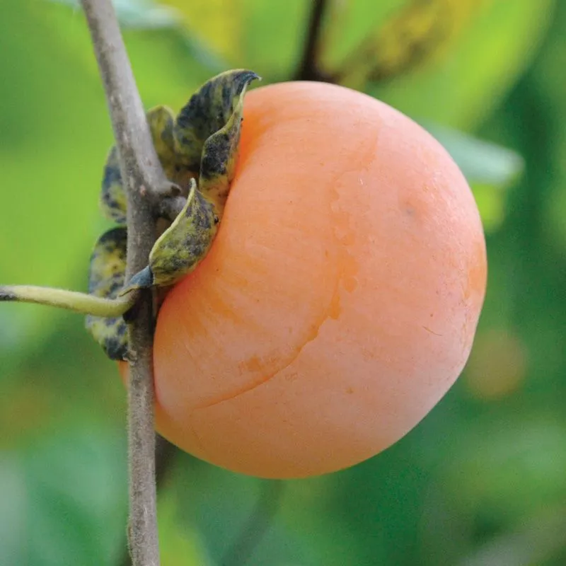 Yates American Persimmon Tree