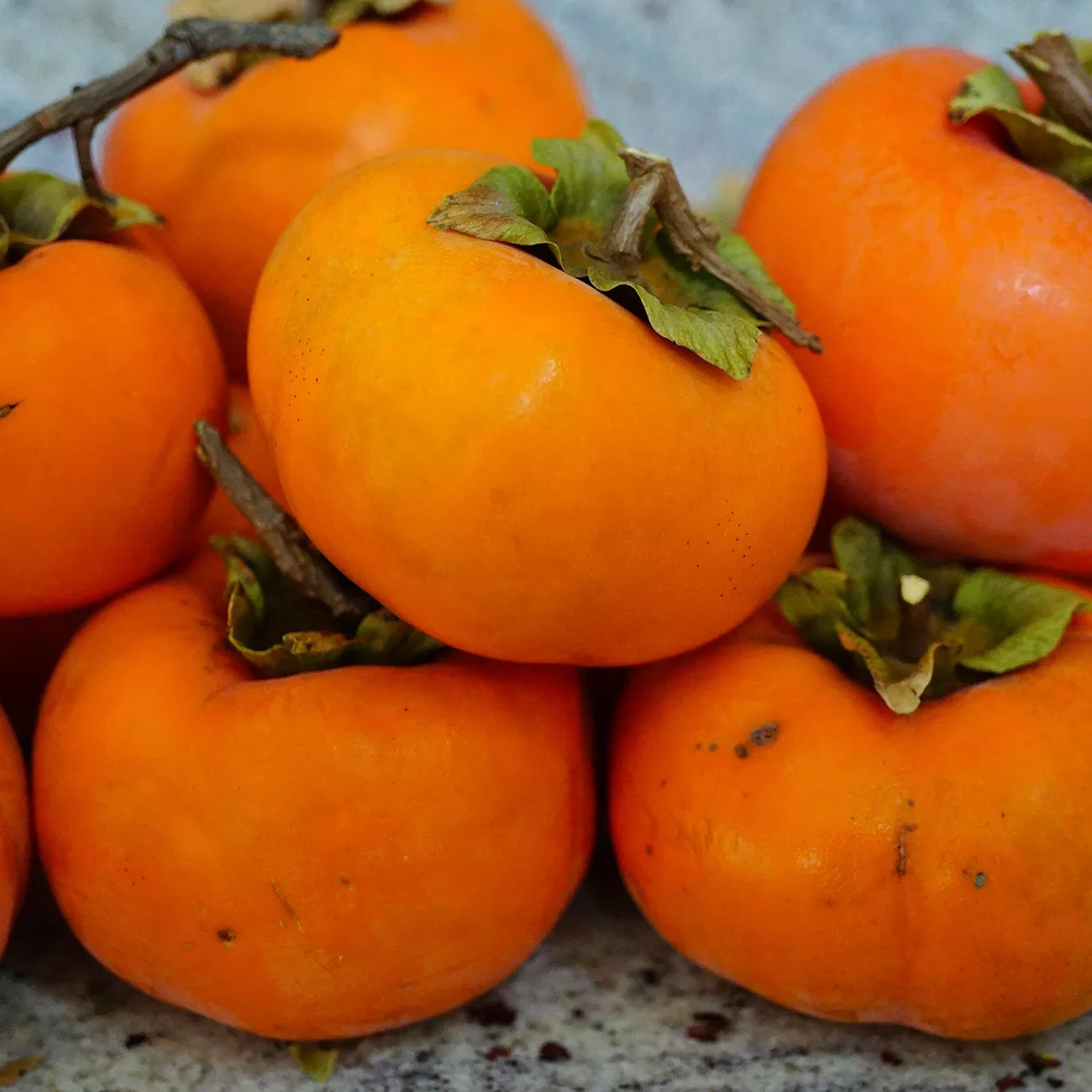 Yates Persimmon Tree – 2-3 ft