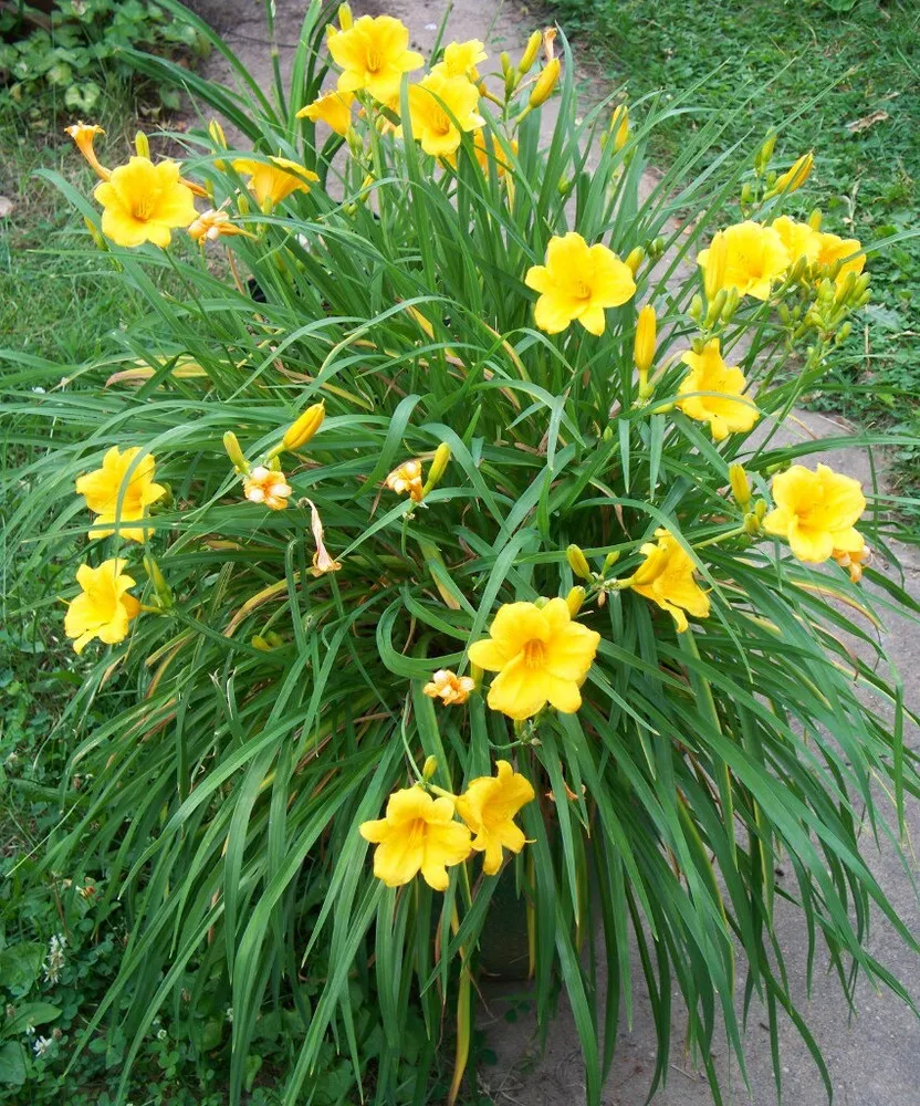 Yellow Daylily