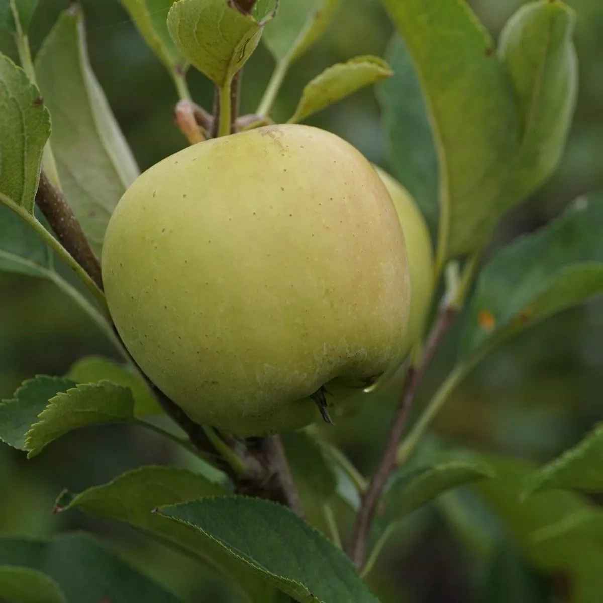 Yellow Delicious Apple Semi-Dwarf Tree