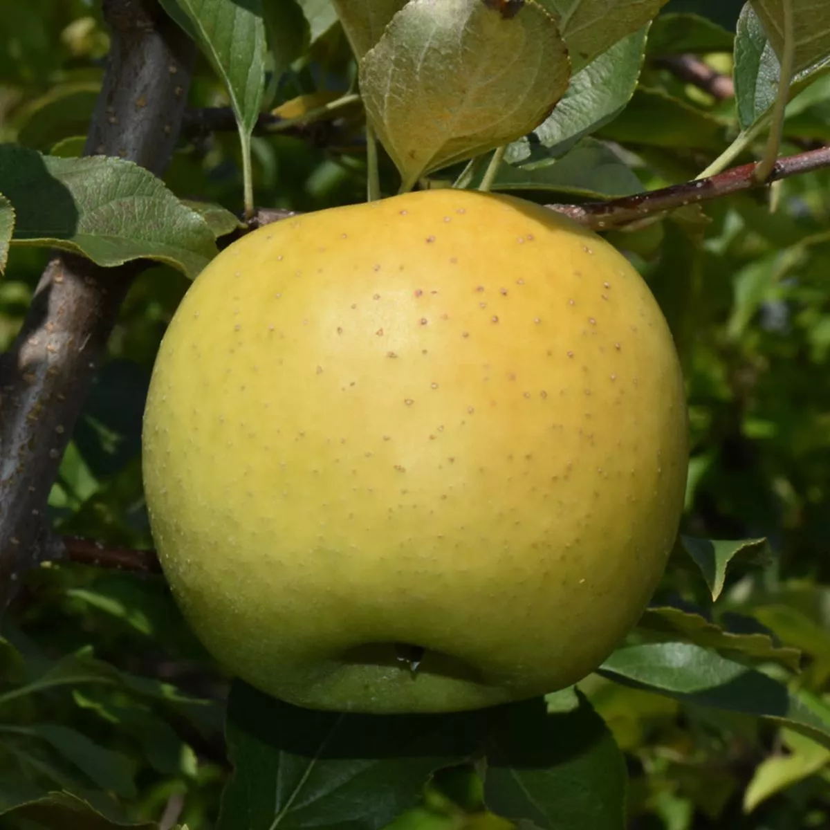 Yellow Transparent Apple Dwarf Tree