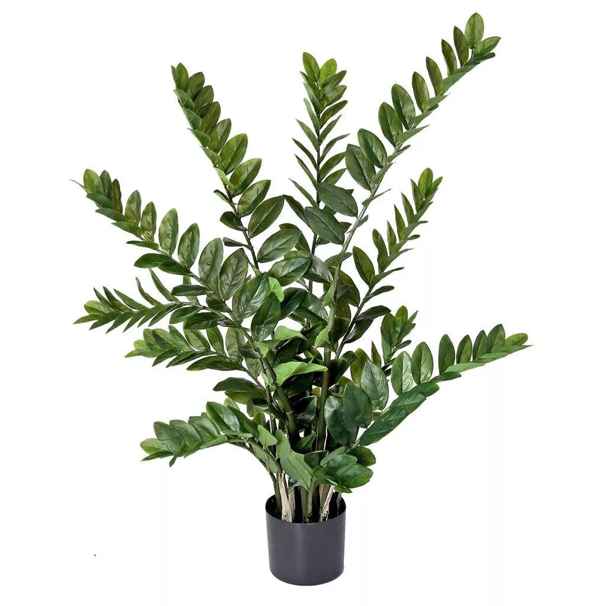 Zamifolia Plant Everlasting 42 ”